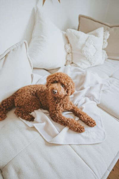 HUNTER Hundedecke Casper